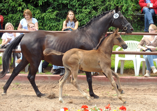 Trakehner Hengstfohlen von Herzensdieb u.d. Kokette v. Maizauber - 17. Juni 2012 - Foto: Beate Langels - Trakehner Gestt Hmelschenburg