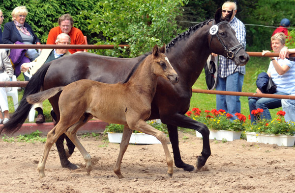 Trakehner Hengstfohlen von Herzensdieb u.d. Kokette v. Maizauber - 17. Juni 2012 - Foto: Beate Langels - Trakehner Gestt Hmelschenburg