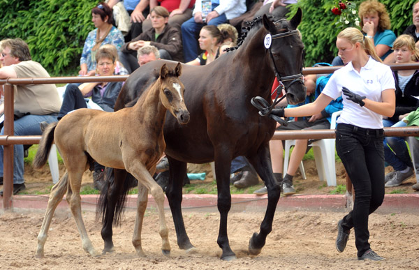 Trakehner Hengstfohlen von Herzensdieb u.d. Kokette v. Maizauber - 17. Juni 2012 - Foto: Beate Langels - Trakehner Gestt Hmelschenburg