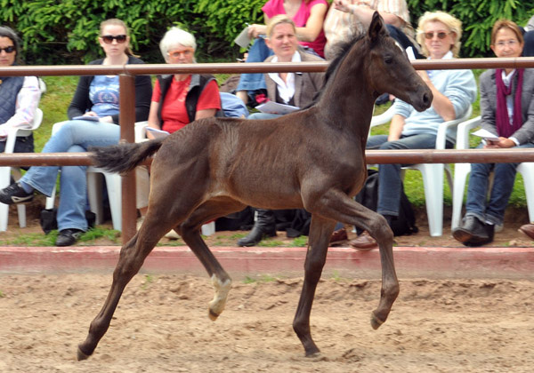 Trakehner Hengstfohlen von All Inclusive u.d. Cadinen v. Cadeau, Trakehner Gestt Hmelschenburg