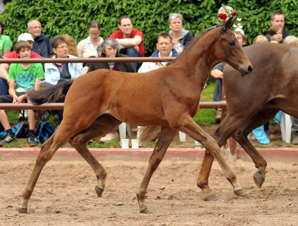 Trakehner Stutfohlen von Saint Cyr - Buddenbrock, Foto: Beate Langels, Trakehner Gestt Hmelschenburg