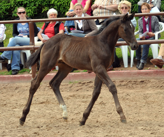 Trakehner Hengstfohlen von All Inclusive u.d. Cadinen v. Cadeau, Trakehner Gestt Hmelschenburg