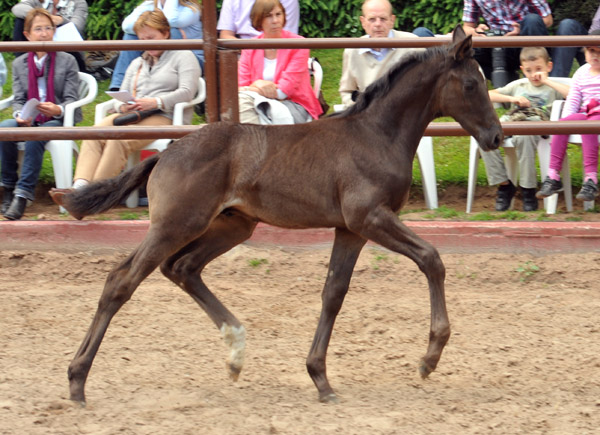 Trakehner Hengstfohlen von All Inclusive u.d. Cadinen v. Cadeau, Trakehner Gestt Hmelschenburg