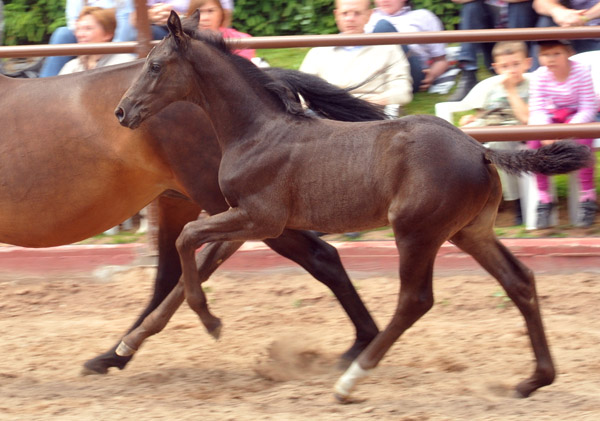 Trakehner Hengstfohlen von All Inclusive u.d. Cadinen v. Cadeau, Trakehner Gestt Hmelschenburg