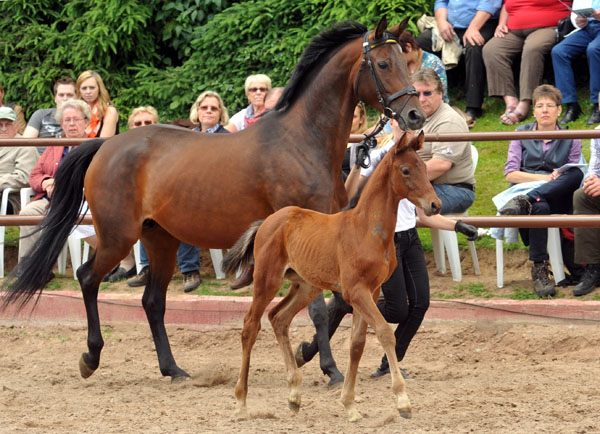 Trakehner Hengstfohlen von Opernball u.d. Damira v. Caprimond  - 17. Juni 2012 - Foto: Beate Langels - Trakehner Gestt Hmelschenburg