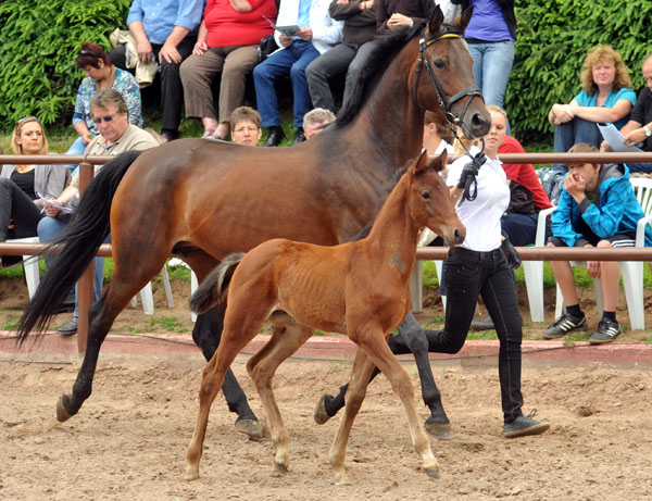 Trakehner Hengstfohlen von Opernball u.d. Damira v. Caprimond  - 17. Juni 2012 - Foto: Beate Langels - Trakehner Gestt Hmelschenburg