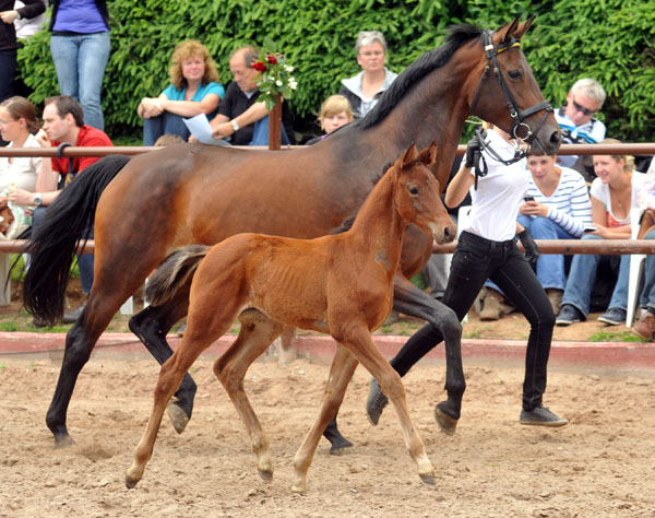 Trakehner Hengstfohlen von Opernball u.d. Damira v. Caprimond  - 17. Juni 2012 - Foto: Beate Langels - Trakehner Gestt Hmelschenburg