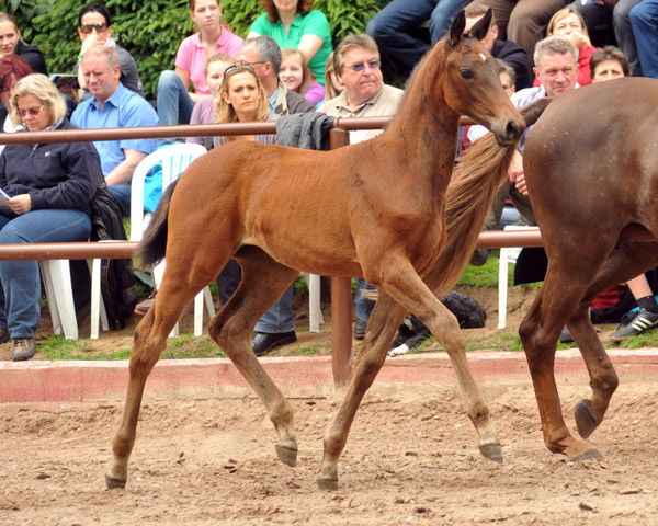 Trakehner Stutfohlen von Saint Cyr - Buddenbrock, Foto: Beate Langels, Trakehner Gestt Hmelschenburg