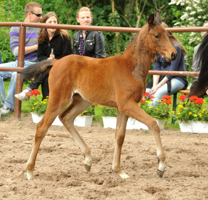 Trakehner Filly by Alter Fritz - Summertime - Karon, Trakehner Gestt Hmelschenburg - Beate Langels