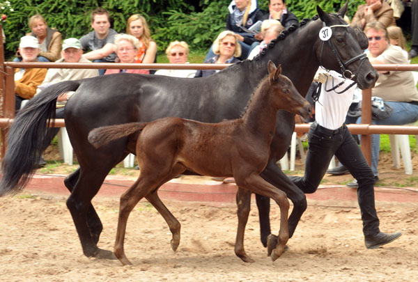 Trakehner Hengstfohlen von Axis u.d. Josefine v. Hohenstein - 17. Juni 2012 - Foto: Beate Langels - Trakehner Gestt Hmelschenburg