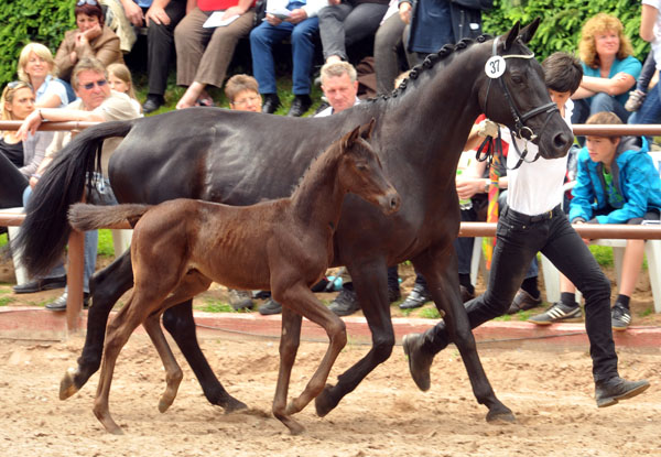 Trakehner Hengstfohlen von Axis u.d. Josefine v. Hohenstein - 17. Juni 2012 - Foto: Beate Langels - Trakehner Gestt Hmelschenburg