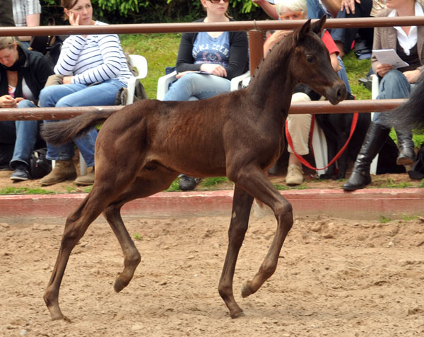 Trakehner Hengstfohlen von Axis u.d. Josefine v. Hohenstein - 17. Juni 2012 - Foto: Beate Langels - Trakehner Gestt Hmelschenburg