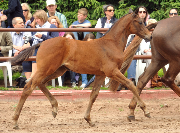 Trakehner Stutfohlen von Saint Cyr - Buddenbrock, Foto: Beate Langels, Trakehner Gestt Hmelschenburg