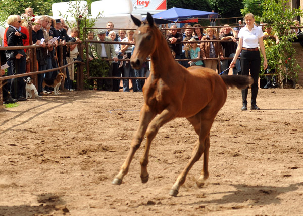 Trakehner Stutfohlen von Saint Cyr - Buddenbrock, Foto: Beate Langels, Trakehner Gestt Hmelschenburg