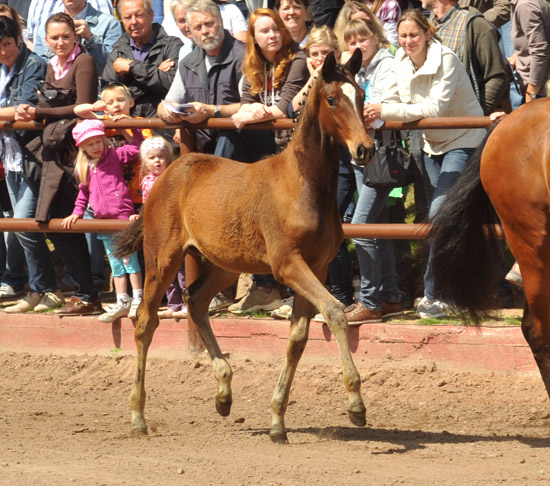 Trakehner Stutfohlen von Saint Cyr u.d. Pr mien- und Staatspr mienstute Karena v. Freudenfest - Foto: Beate Langels, Trakehner Gest t H melschenburg