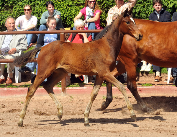 Trakehner Stutfohlen von Saint Cyr u.d. Pr mien- und Staatspr mienstute Karena v. Freudenfest - Foto: Beate Langels, Trakehner Gest t H melschenburg