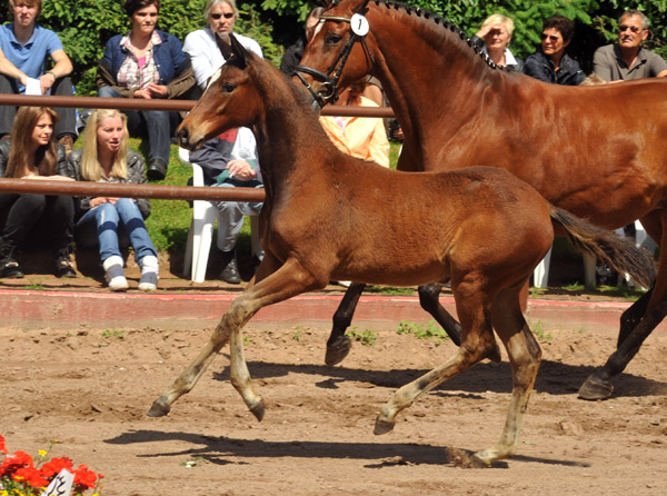 Trakehner Stutfohlen von Saint Cyr u.d. Pr mien- und Staatspr mienstute Karena v. Freudenfest - Foto: Beate Langels, Trakehner Gest t H melschenburg