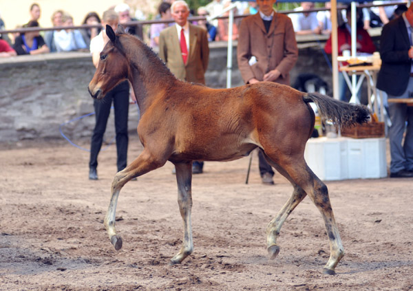Trakehner Stutfohlen von Saint Cyr u.d. Pr mien- und Staatspr mienstute Karena v. Freudenfest - Foto: Beate Langels, Trakehner Gest t H melschenburg