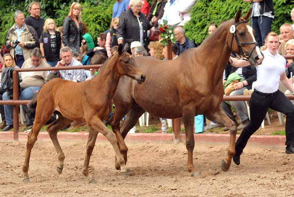 Trakehner Stutfohlen von Saint Cyr - Buddenbrock, Foto: Beate Langels, Trakehner Gestt Hmelschenburg