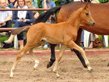 Sieger der Hengstfohlen: Saint Cyr x Summertime