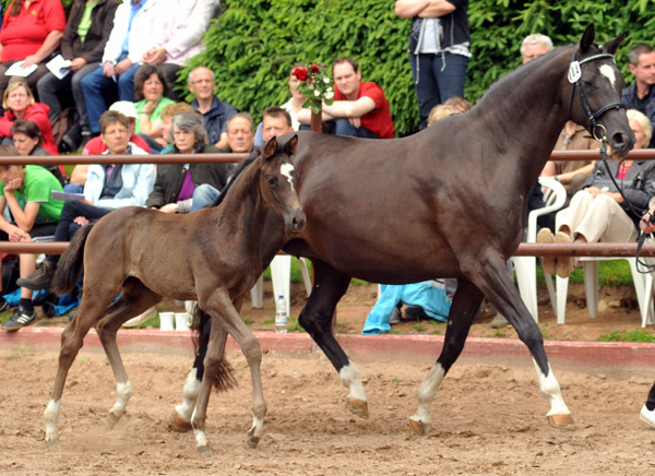 Trakehner Stutfohlen von Saint Cyr u.d. Alsterfee v. Induc - Seeadler, Trakehner Gestt Hmelschenburg