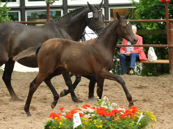 Trakehner Stutfohlen von Hibiskus u.d. Ekarenina v. Buddenbrock  - 17. Juni 2012 - Foto: Beate Langels - Trakehner Gestt Hmelschenburg