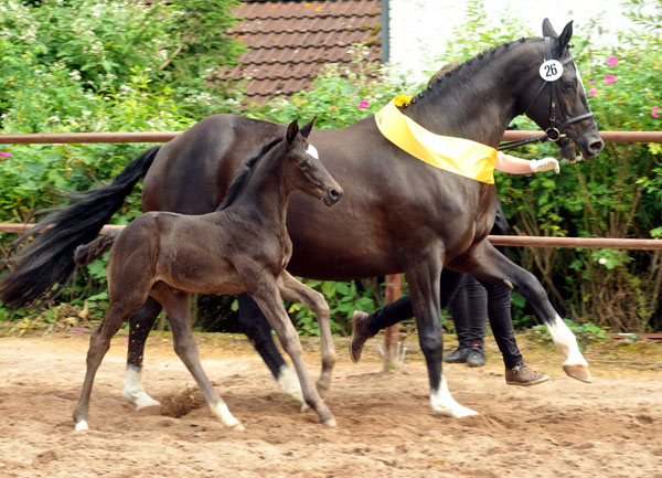 Stutfohlen von Symont u.d. Greta Garbo v. Alter Fritz, Foto: Beate Langels, Trakehner Gestt Hmelschenburg