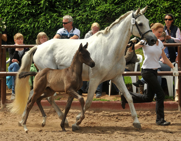 Trakehner Hengstfohlen von Invincible Sir u.d. Sodeiken v. Herzknig- 17. Juni 2012 - Foto: Beate Langels - Trakehner Gestt Hmelschenburg