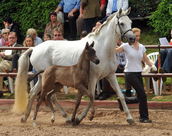 Trakehner Hengstfohlen von Invincible Sir u.d. Sodeiken v. Herzknig- 17. Juni 2012 - Foto: Beate Langels - Trakehner Gestt Hmelschenburg