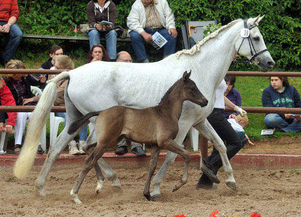 Trakehner Hengstfohlen von Invincible Sir u.d. Sodeiken v. Herzknig- 17. Juni 2012 - Foto: Beate Langels - Trakehner Gestt Hmelschenburg