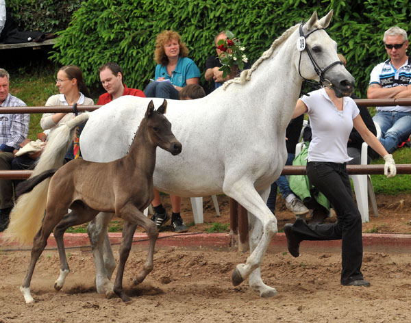 Trakehner Hengstfohlen von Invincible Sir u.d. Sodeiken v. Herzknig- 17. Juni 2012 - Foto: Beate Langels - Trakehner Gestt Hmelschenburg