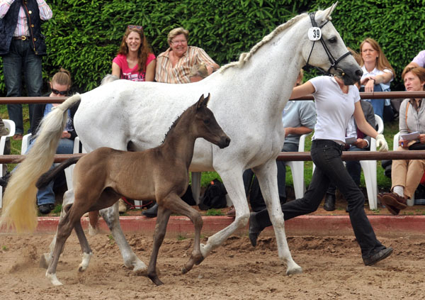 Trakehner Hengstfohlen von Invincible Sir u.d. Sodeiken v. Herzknig- 17. Juni 2012 - Foto: Beate Langels - Trakehner Gestt Hmelschenburg