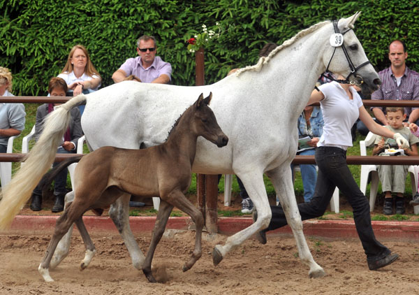 Trakehner Hengstfohlen von Invincible Sir u.d. Sodeiken v. Herzknig- 17. Juni 2012 - Foto: Beate Langels - Trakehner Gestt Hmelschenburg