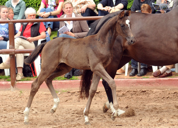 Trakehner Stutfohlen von Saint Cyr u.d. Alsterfee v. Induc - Seeadler, Trakehner Gestt Hmelschenburg