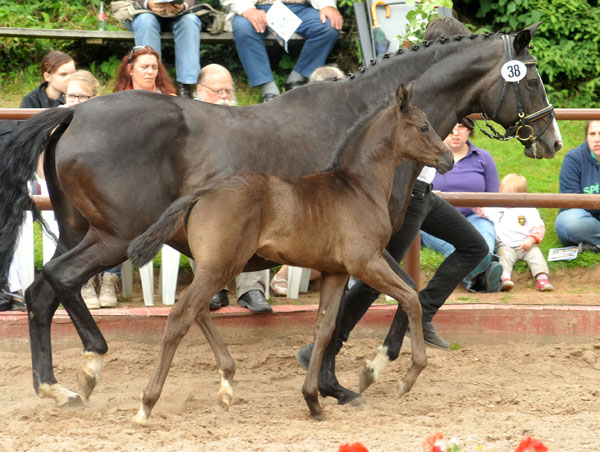 Trakehner Hengstfohlen von Oliver Twist u.d. Princie Diamond v. Kostolany - 17. Juni 2012 - Foto: Beate Langels - Trakehner Gestt Hmelschenburg