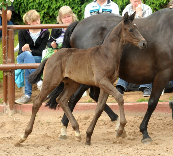 Trakehner Hengstfohlen von Oliver Twist u.d. Princie Diamond v. Kostolany - 17. Juni 2012 - Foto: Beate Langels - Trakehner Gestt Hmelschenburg