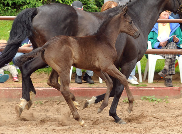 Trakehner Hengstfohlen von Oliver Twist u.d. Princie Diamond v. Kostolany - 17. Juni 2012 - Foto: Beate Langels - Trakehner Gestt Hmelschenburg