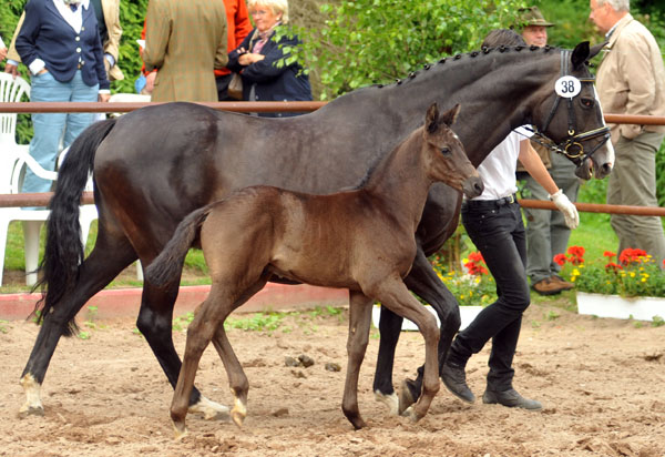 Trakehner Hengstfohlen von Oliver Twist u.d. Princie Diamond v. Kostolany - 17. Juni 2012 - Foto: Beate Langels - Trakehner Gestt Hmelschenburg