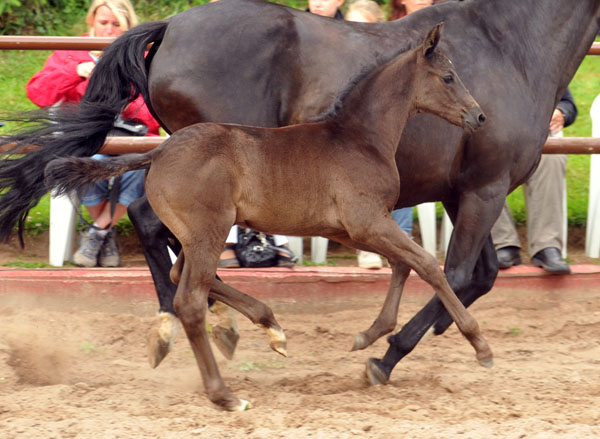 Trakehner Hengstfohlen von Oliver Twist u.d. Princie Diamond v. Kostolany - 17. Juni 2012 - Foto: Beate Langels - Trakehner Gestt Hmelschenburg