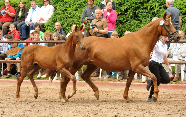 Hengstfohlen von Kostolany u.d. Wendessa v. Welser, Foto: Beate Langels, Gestt Hmelschenburg