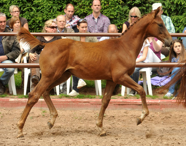 Hengstfohlen von Kostolany u.d. Wendessa v. Welser, Foto: Beate Langels, Gestt Hmelschenburg