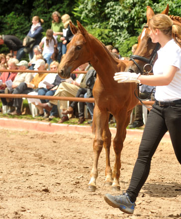 Hengstfohlen von Kostolany u.d. Wendessa v. Welser, Foto: Beate Langels, Gestt Hmelschenburg