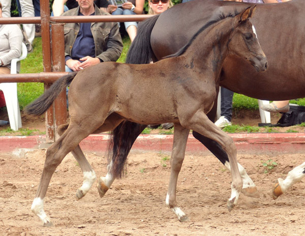 Trakehner Stutfohlen von Saint Cyr u.d. Alsterfee v. Induc - Seeadler, Trakehner Gestt Hmelschenburg