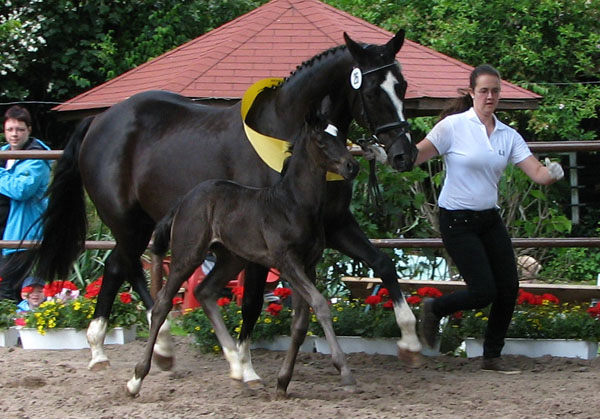 Stutfohlen von Symont u.d. Greta Garbo v. Alter Fritz, Foto: Beate Langels, Trakehner Gestt Hmelschenburg