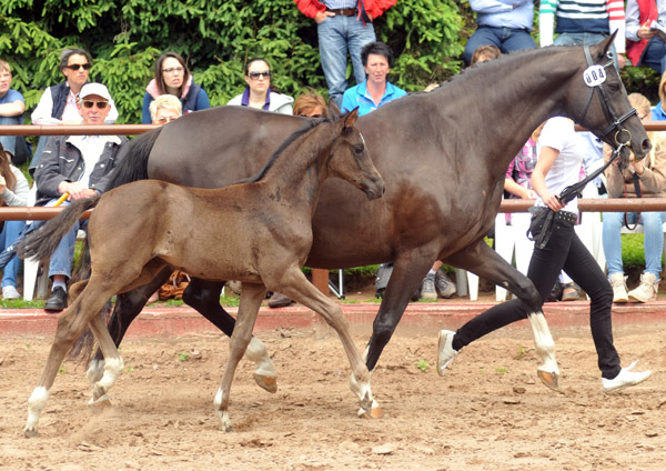 Trakehner Stutfohlen von Saint Cyr u.d. Alsterfee v. Induc - Seeadler, Trakehner Gestt Hmelschenburg