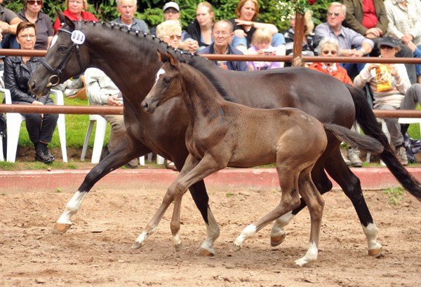 Trakehner Stutfohlen von Saint Cyr u.d. Alsterfee v. Induc - Seeadler, Trakehner Gestt Hmelschenburg