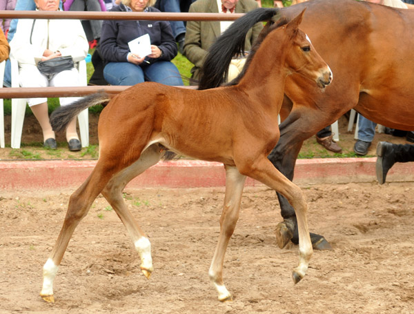 Bronze - 50. Trakehner Fohlenschau in Hmelschenburg - Trakehner Colt by Saint Cyr 17.06.2012 - Foto: Beate Langels - Trakehner Gestt Hmelschenburg