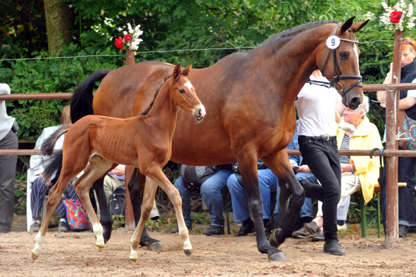 Bronze - 50. Trakehner Fohlenschau in Hmelschenburg - 17.06.2012 - Foto: Beate Langels - Trakehner Gestt Hmelschenburg