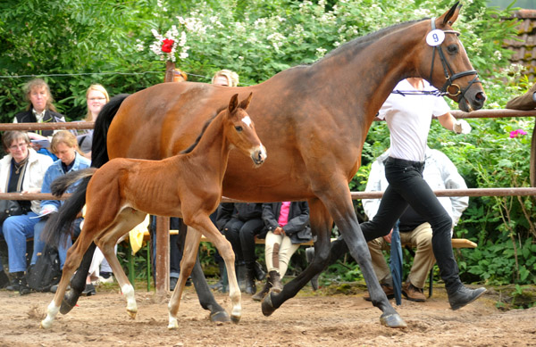 Bronze - 50. Trakehner Fohlenschau in Hmelschenburg - 17.06.2012 - Foto: Beate Langels - Trakehner Gestt Hmelschenburg