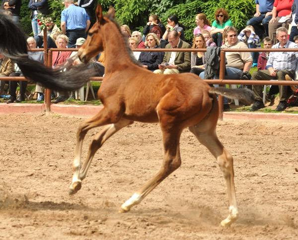 Bronze - 50. Trakehner Fohlenschau in Hmelschenburg - 17.06.2012 - Foto: Beate Langels - Trakehner Gestt Hmelschenburg